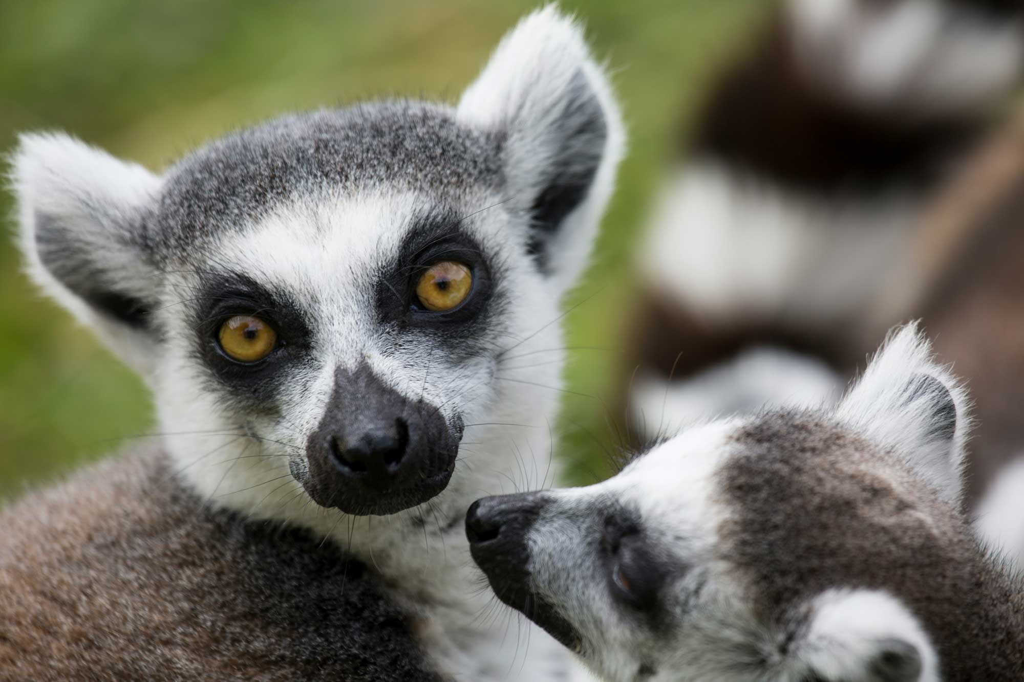 lemurs